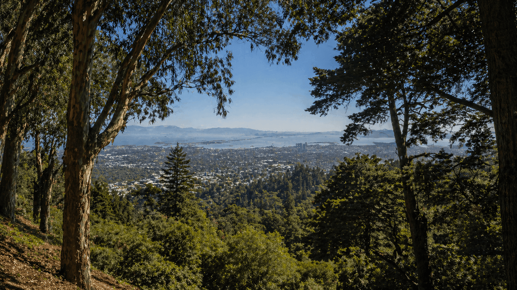 The wooded hills of North Berkeley, California, with mature trees and glimpses of the San Francisco Bay visible through the canopy below.