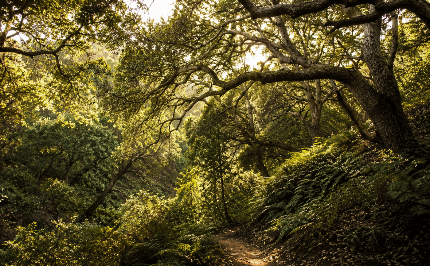 A lush oak-studded coastal canyon in Pismo Beach, California with wooded trails and private grounds